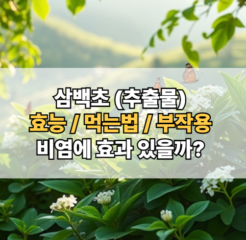 삼백초-효능-먹는법-부작용-성질-비염-효과