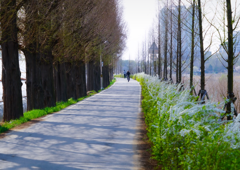 이팝나무 산책길 이미지