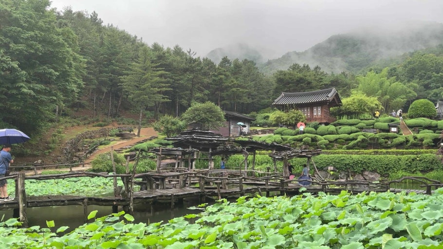 산청 수선사 연꽃 만개
