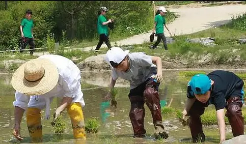 모내기체험