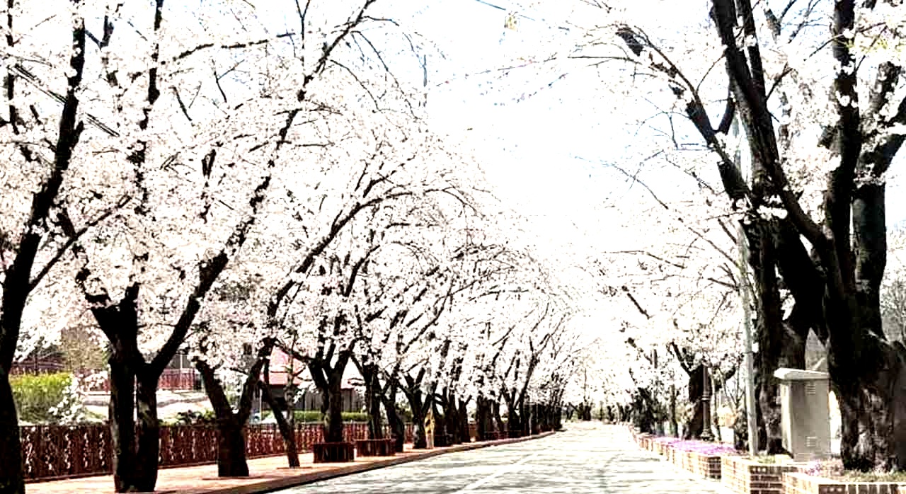 흐드러지게 핀 벚꽃 아래를 걷는 봄날 풍경. [ⓒ대한민국 구석구석]