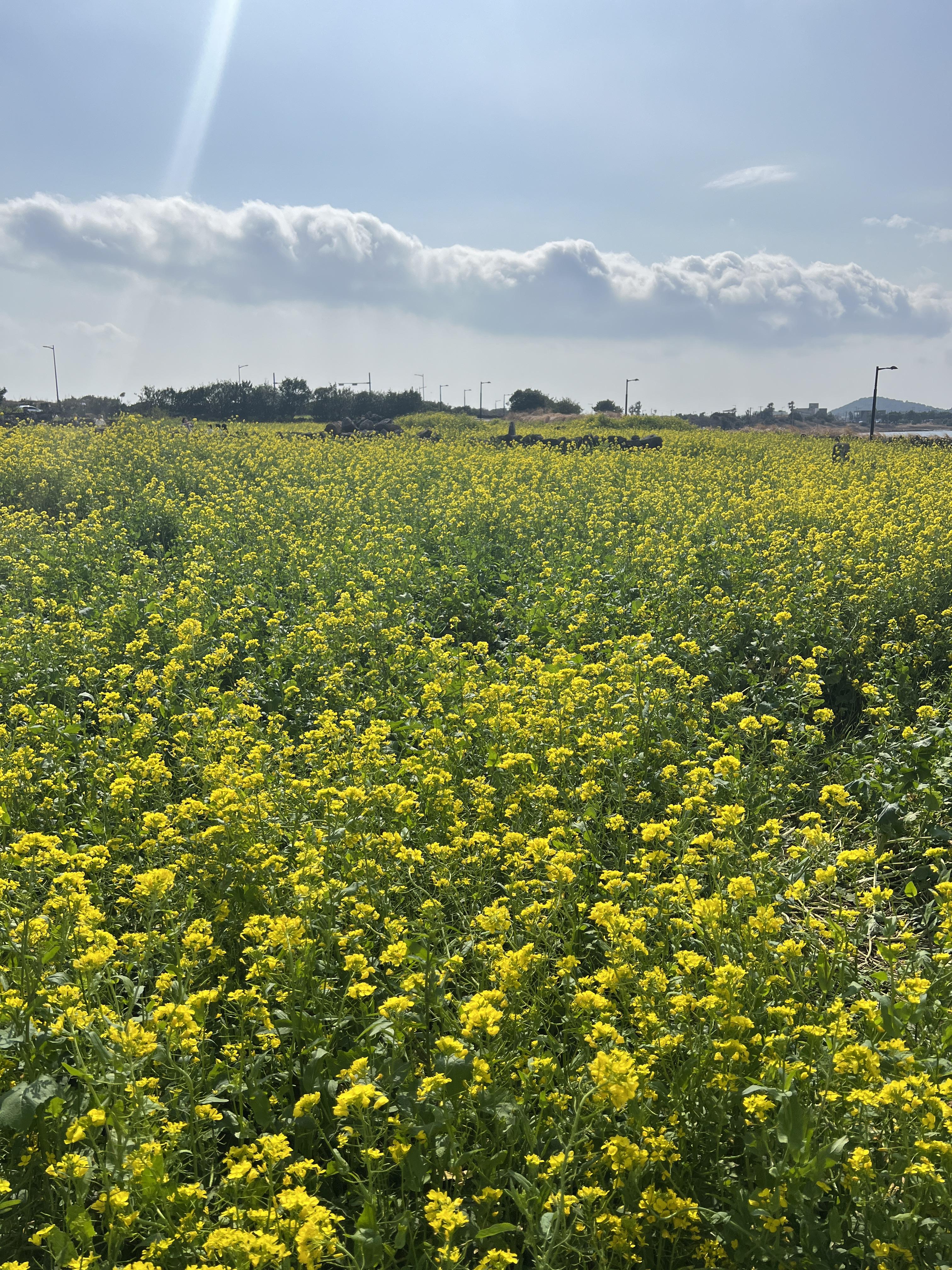 제주-유채꽃-명소
