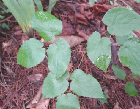 삼지구엽초 복용법