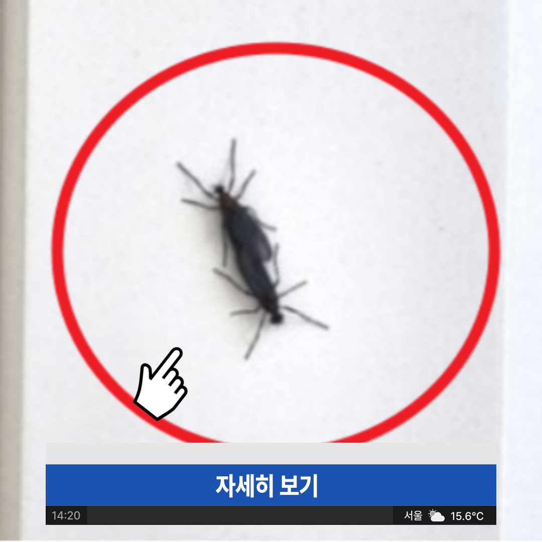 러브버그 퇴치 방법 시기 수명 사진
