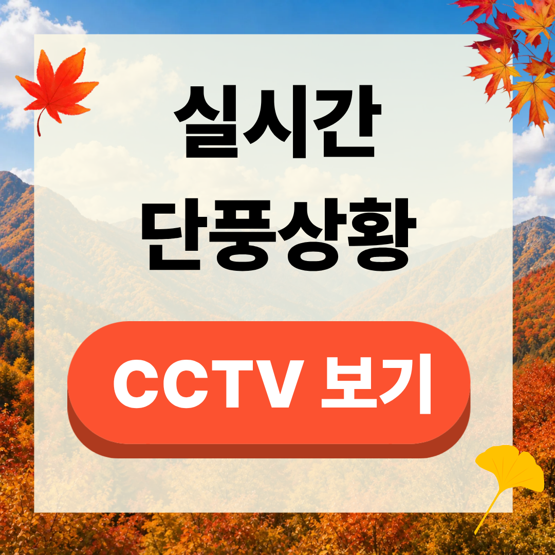 서울 북한산 가을단풍 실시간 cctv 확인하기