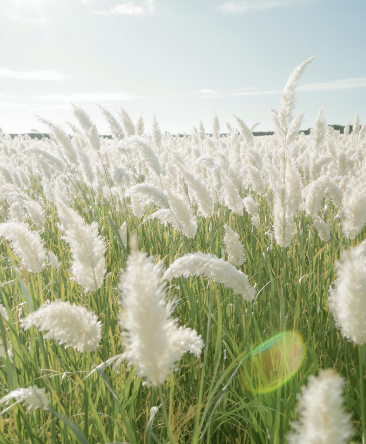 은빛 물결이 절정에 이르는 순간