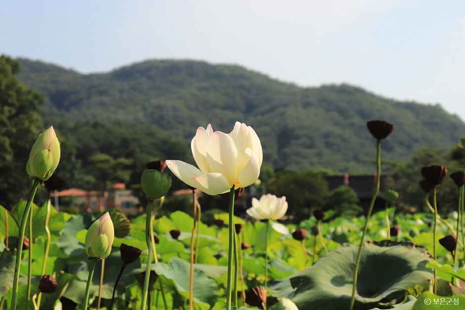 보은 속리산연꽃단지