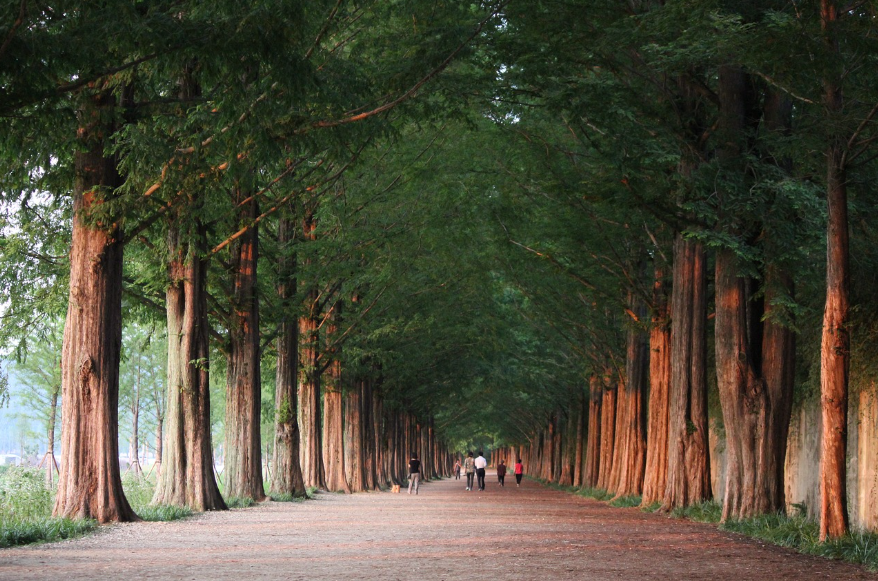 광주 담양 사진