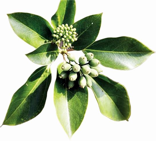 황칠나무 효능_항암효과