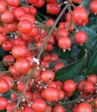 남천나무열매-사진9