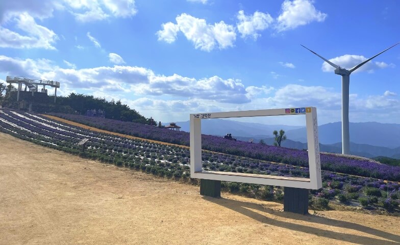 전국 가을 꽃 축제 추천 BEST