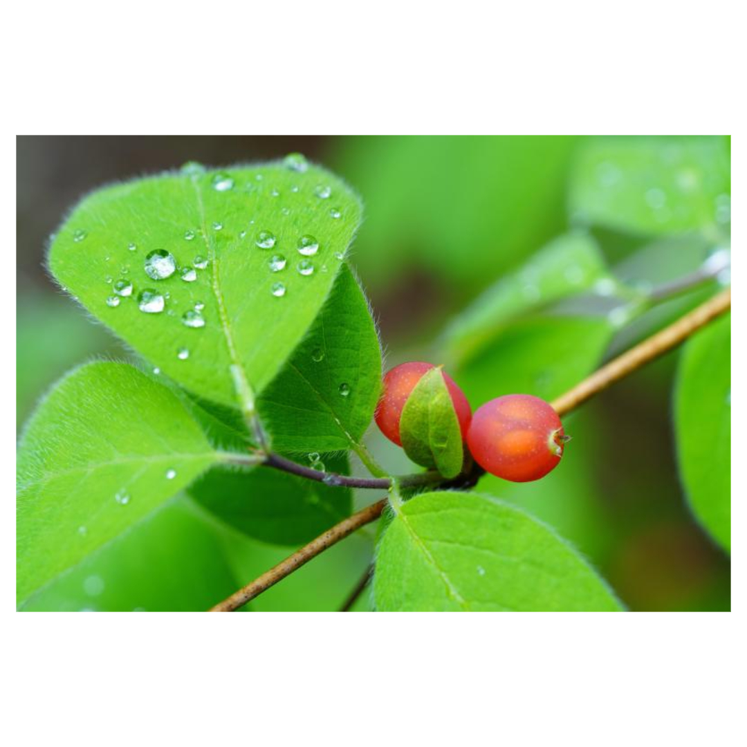 오미자청과 관련된 사진입니다.