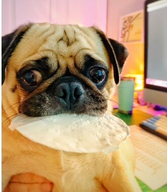 간식을 먹고있는 강아지 모습