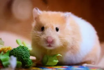 햄스터 한밤중에 집을 탈출하려는 이유 관리_2