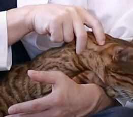 고양이마사지방법