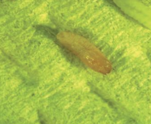 아까시잎혹파리