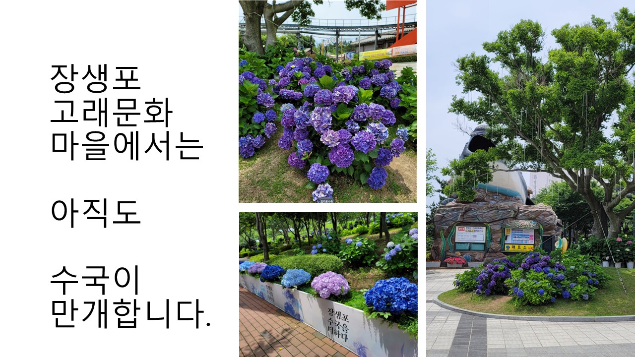 장생포 수국 축제