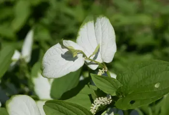 삼백초 효능 및 영양성분&amp;#44; 주의점