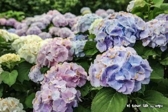 제주 여름 축제 일정표 불꽃놀이 포함 행사 소개_25