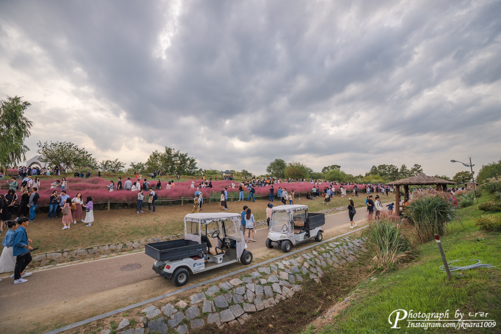 하늘공원 핑크뮬리밭