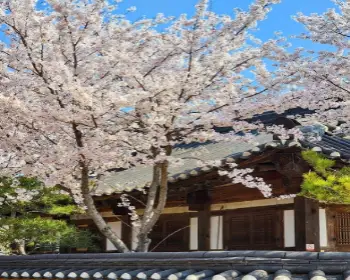 벚꽃 개화시기_27