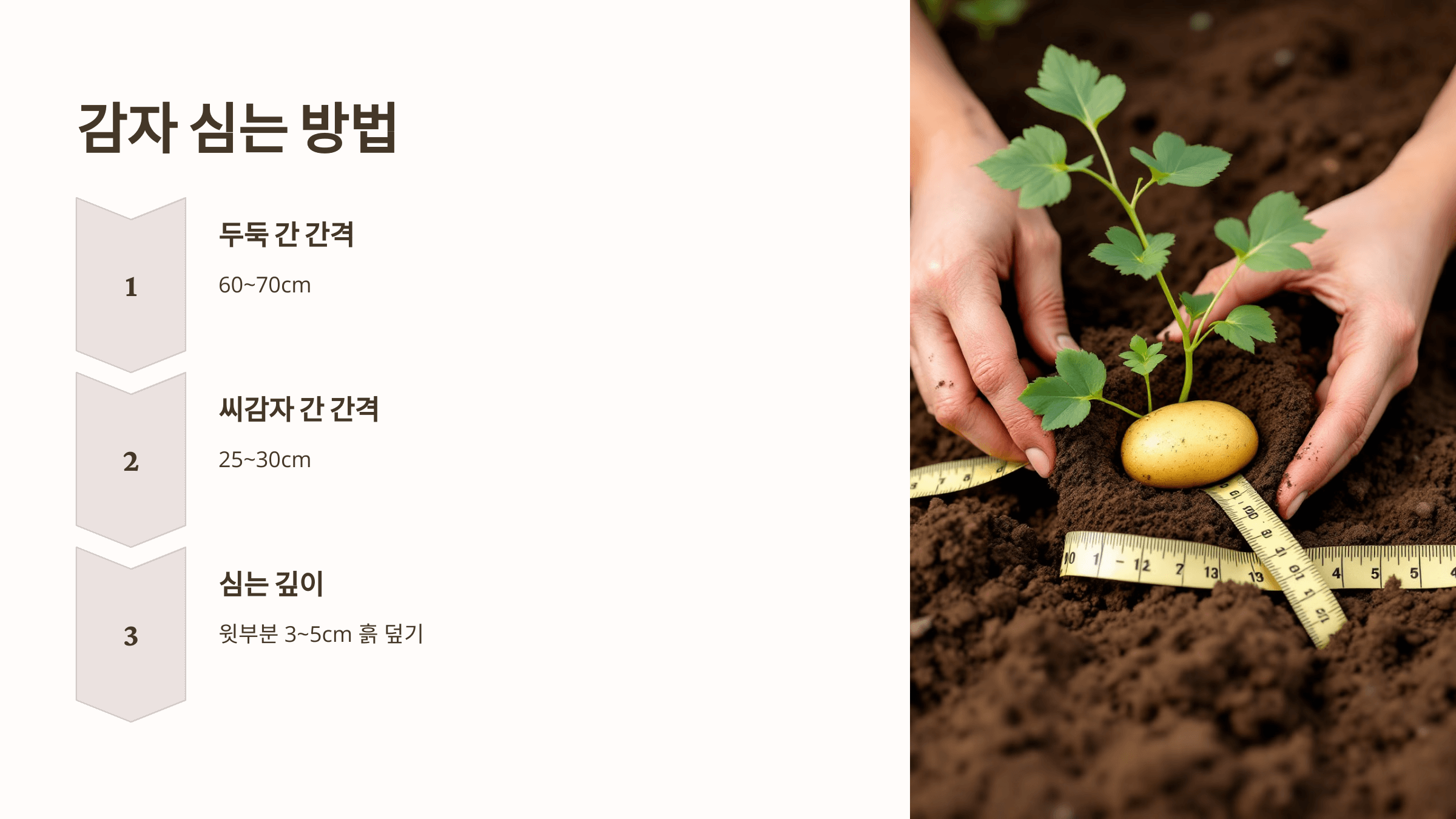 감자 사진입니다.