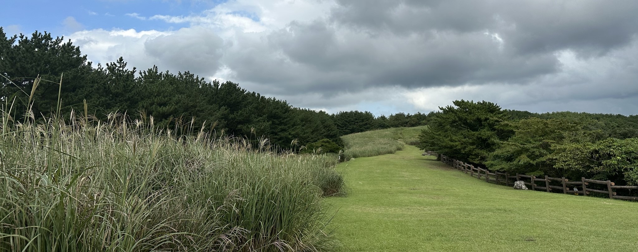 산굼부리 구상나무 숲길
