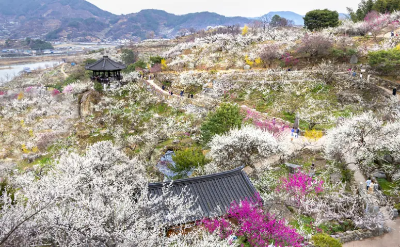 광양매화축제