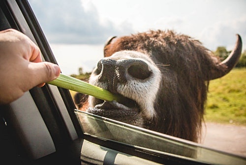 샐러리 주스 효능, 피부에 좋을까?