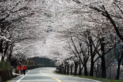 2024년 벚꽃 개화시기 및 벚꽃 명소 BSET 10