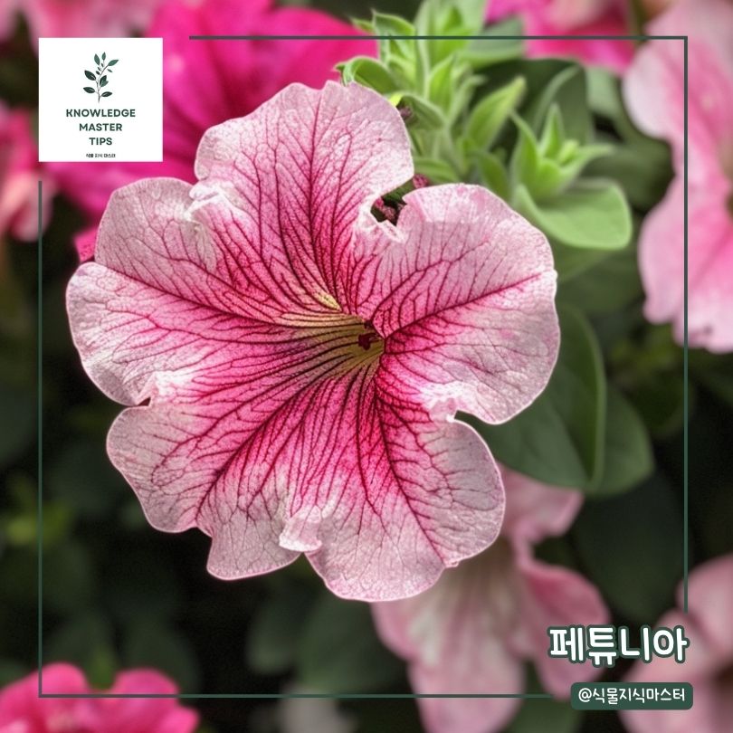 음지 식물 - 페튜니아