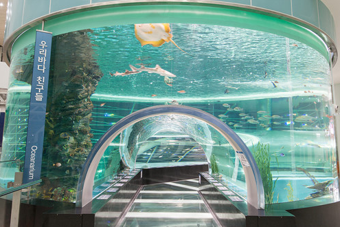 생생정보 국립해양박물관 수중공연 피딩쇼 부산 영도구