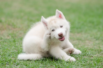 몸을 긁는 개의 심리 주인의 주목을 끌고 싶다.