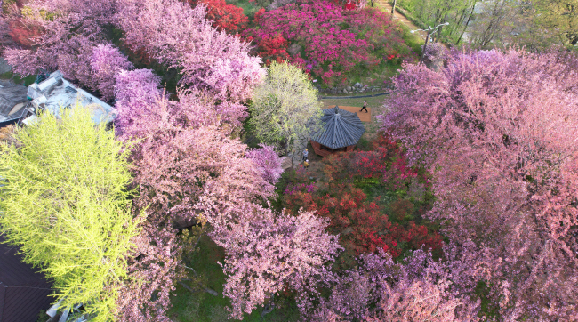 전주 벚꽃 여행 코스 ❘ 한옥마을과 벚꽃길, 맛집까지 완벽 정리!