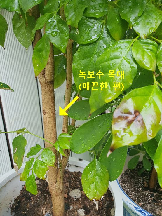 녹보수 목대(매끈)