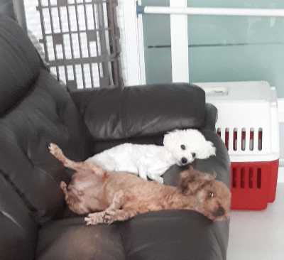 강아지 잠자는 자세 5가지, 편안한 걸까 불편한 걸까?
