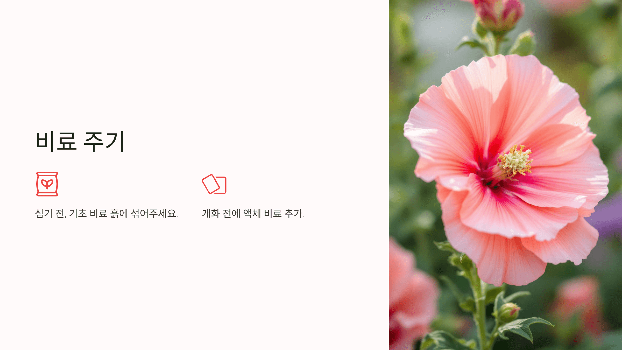 접시꽃 사진입니다.