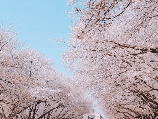 벚꽃축제 2023