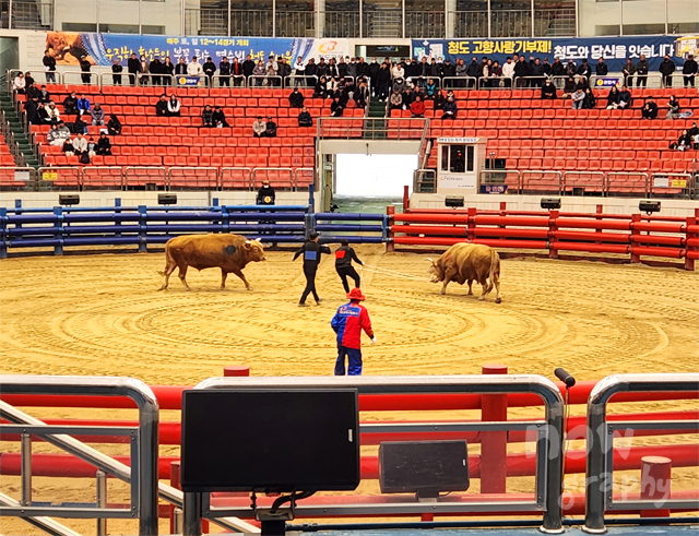 청도-소싸움경기장