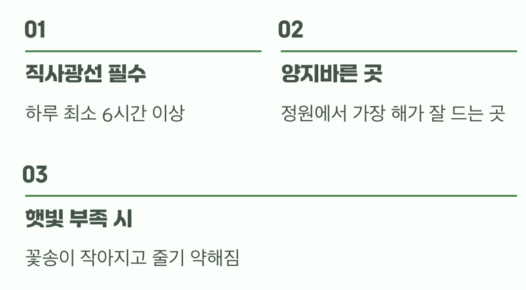여왕의 왕좌, 햇빛을 사랑하는 나무