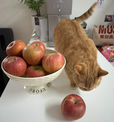 고양이가 사람이 먹는 과일인 사과에 호기심을 보이며 냄새를 맡는 모습