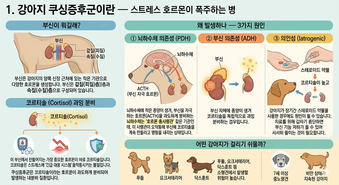 강아지 쿠싱증후군이란