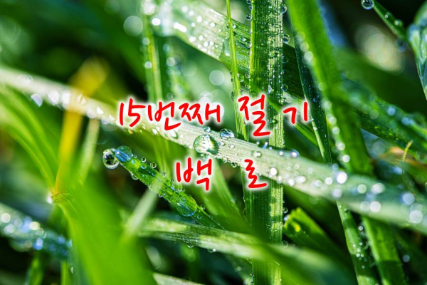 15번째 절기 백로