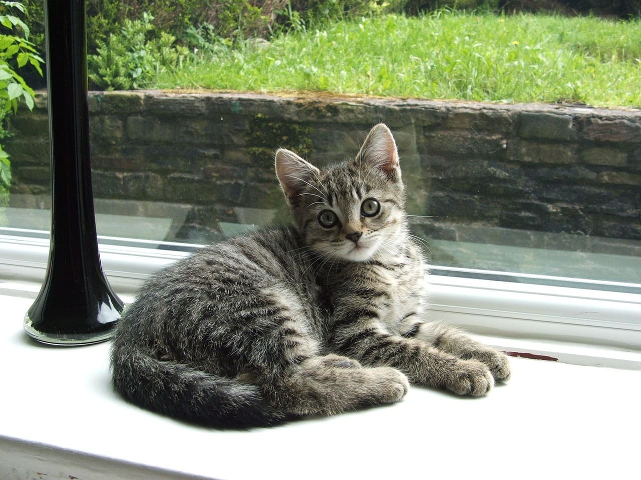 고양이 음경탈출 주요 증상