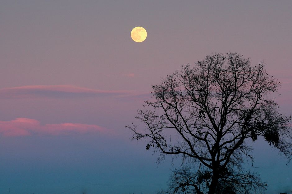 Full moon rising over a tree silhouette against a pastel evening sky.