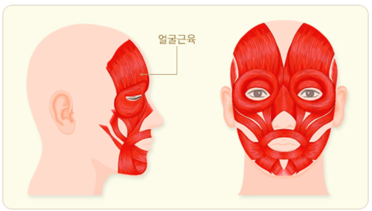 얼굴근육사진