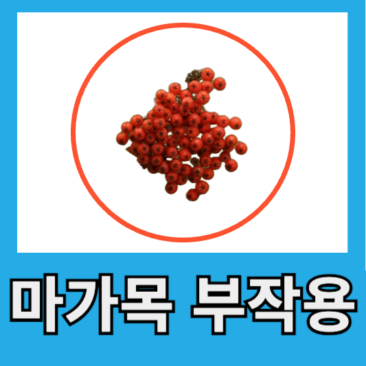 마가목 부작용
