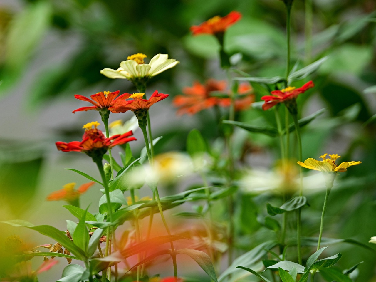 담양 명옥헌 원림 배롱나무
