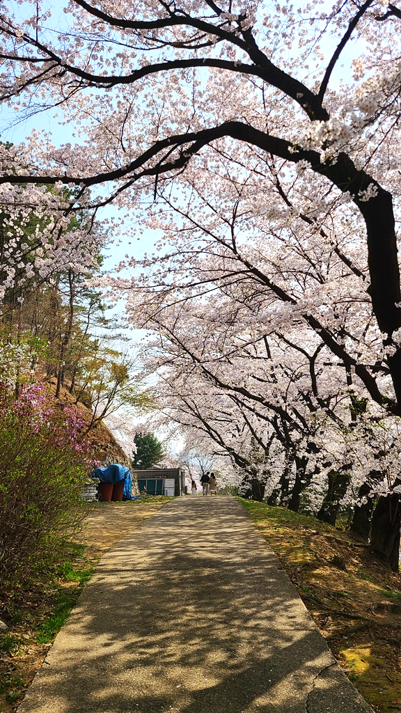 국립현충원-벚꽃명소