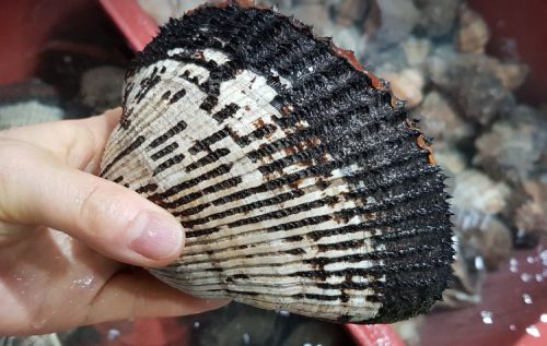 빈혈 어지럼증에 좋은 음식 BEST4 ❘ 치매 예방 하세요